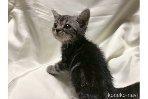 販売中の三重県のアメリカンショートヘア-117293の15枚目